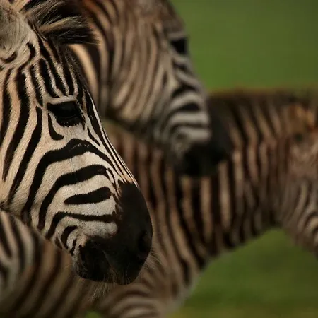 Apartment Alba Fažana