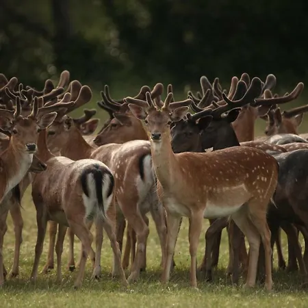 Apartment Alba Fažana